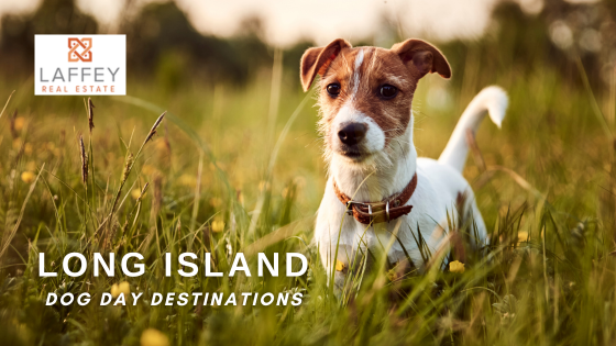 Dog Day: Top Dog-Friendly Places on Long Island | Laffey Real Estate