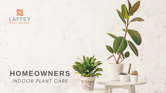 Indoor Plant Care - Long Island Homeowners - Laffey Real Estate
